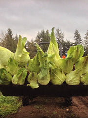 Load image into Gallery viewer, Cabbage, 'Filderkraut' – photo 2