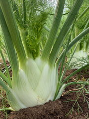 Load image into Gallery viewer, A fennel bulb growing in soil, with green stalks and feathery leaves.