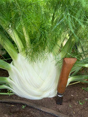 Load image into Gallery viewer, Fennel, 'Finale' – photo 2
