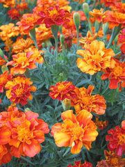 Load image into Gallery viewer, Marigold, 'French Brocade' – photo 2