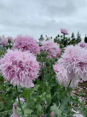 Load image into Gallery viewer, Poppy, Peony, 'Lilac Pompom' – photo 2