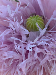 Load image into Gallery viewer, Close-up image of a pink poppy flower showing its frilly petals and seed pod in the center.