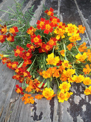 Load image into Gallery viewer, Marigold, 'Gems' – photo 2