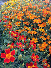 Load image into Gallery viewer, Marigold, 'Gems'