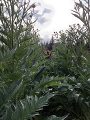 Load image into Gallery viewer, Cardoon, 'Gobbo di Nizza' – photo 5