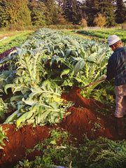 Load image into Gallery viewer, Cardoon, 'Gobbo di Nizza' – photo 4