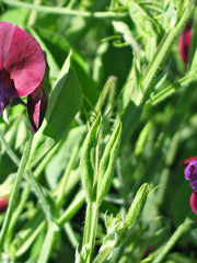 Load image into Gallery viewer, Snow Pea, 'Golden Sweet' – photo 3