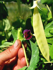 Load image into Gallery viewer, Snow Pea, 'Golden Sweet'