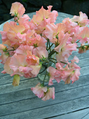 Load image into Gallery viewer, Sweet Pea, 'Heaven Scent' – photo 2