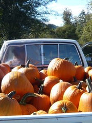 Load image into Gallery viewer, Pumpkin 'Howden' – photo 2