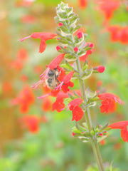 Load image into Gallery viewer, Salvia, 'Texas Hummingbird Sage' – photo 2