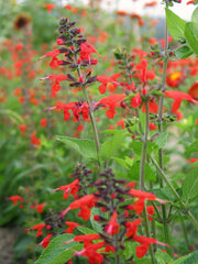 Load image into Gallery viewer, Salvia, 'Texas Hummingbird Sage'