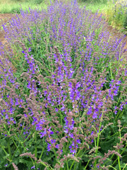 Load image into Gallery viewer, Hyssop – photo 2