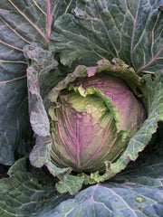 Load image into Gallery viewer, Cabbage, 'January King'