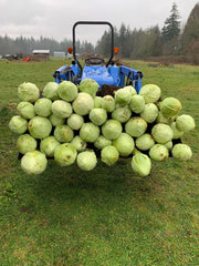 Load image into Gallery viewer, Cabbage, 'Dowinda' – photo 2