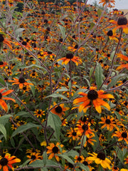 Load image into Gallery viewer, Rudbeckia, 'Prairie Glow' – photo 2