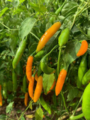 Load image into Gallery viewer, Hot Pepper, 'Criolla Sella' – photo 2