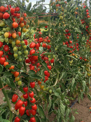 Load image into Gallery viewer, Tomato, 'Gardener's Sweetheart' – photo 4