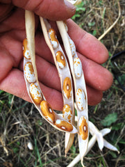 Load image into Gallery viewer, Bean, Bush Dry, 'Jacob's Gold' – photo 2