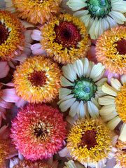 Load image into Gallery viewer, Zinnia, 'Zinderella Peach' – photo 5