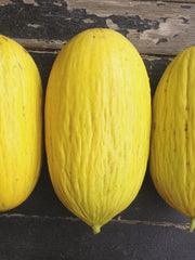 Load image into Gallery viewer, Melon, 'Giallo d'Inverno' – photo 2
