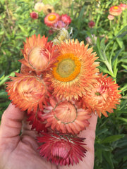 Load image into Gallery viewer, Strawflower, 'Apricot Peach Mix' – photo 3