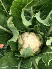 Load image into Gallery viewer, Cauliflower, 'Prestige'