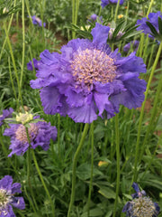 Load image into Gallery viewer, Scabiosa, 'Fama Deep Blue' – photo 6