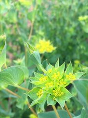 Load image into Gallery viewer, Bupleurum, 'Green Gold' – photo 2
