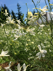 Load image into Gallery viewer, Larkspur, 'White Cloud' – photo 2