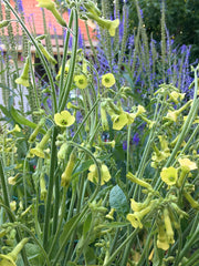 Load image into Gallery viewer, Nicotiana, 'Langsdorff's Tobacco' – photo 3