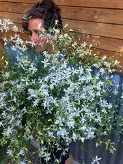 Load image into Gallery viewer, Larkspur, 'White Cloud' – photo 5