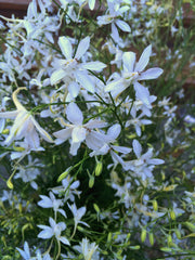 Load image into Gallery viewer, Larkspur, 'White Cloud' – photo 3