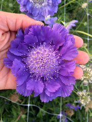Load image into Gallery viewer, Scabiosa, 'Fama Deep Blue' – photo 4