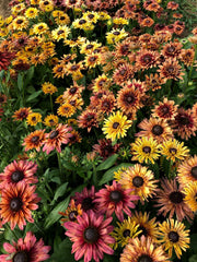Load image into Gallery viewer, Rudbeckia, 'Sahara'