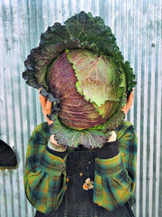 Load image into Gallery viewer, Cabbage, 'January King' – photo 2