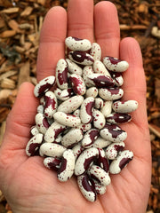 Load image into Gallery viewer, Bean, Bush Dry, 'Jacob's Cattle'