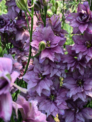 Load image into Gallery viewer, Larkspur, 'Earl Grey' – photo 3