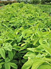 Load image into Gallery viewer, Trigonella, 'Blue Fenugreek' – photo 2