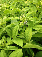 Load image into Gallery viewer, Trigonella, 'Blue Fenugreek'