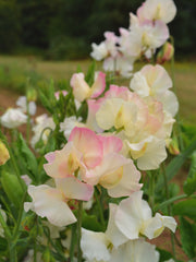 Load image into Gallery viewer, Sweet Pea, 'Mollie Rilstone' – photo 2