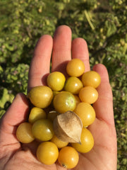 Load image into Gallery viewer, Ground Cherry 'Aunt Molly's' – photo 2