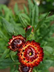 Load image into Gallery viewer, Strawflower, 'Monstrosum Fireball' – photo 2