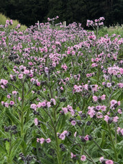 Load image into Gallery viewer, Forget-Me-Not, Chinese, 'Mystery Rose' – photo 2
