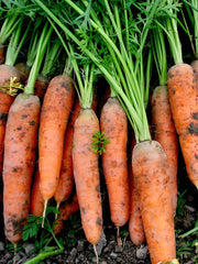 Load image into Gallery viewer, Carrot, 'Scarlet Nantes'