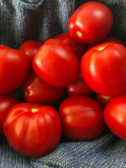 Load image into Gallery viewer, Tomato, 'Northern Ruby' – photo 2