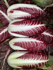 Load image into Gallery viewer, A cluster of fresh Treviso radicchio with deep red leaves and white veins.