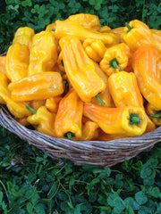 Load image into Gallery viewer, Sweet Pepper, 'Petit Marseillais' – photo 2
