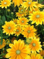 Load image into Gallery viewer, Rudbeckia, 'Prairie Sun'