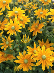 Load image into Gallery viewer, Rudbeckia, 'Prairie Sun' – photo 2